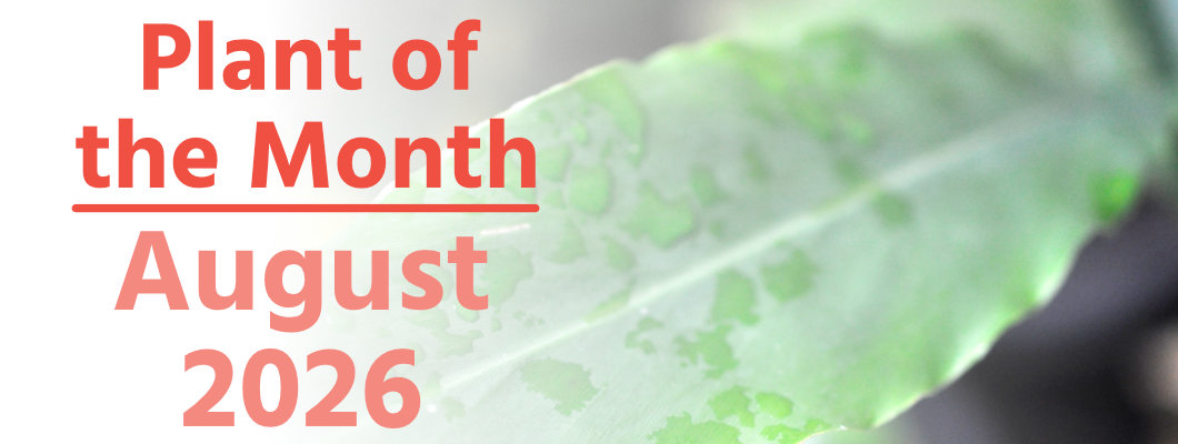 Plant of the Month: August 2026