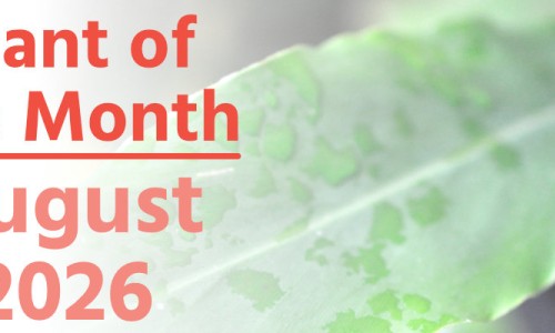Plant of the Month: August 2026