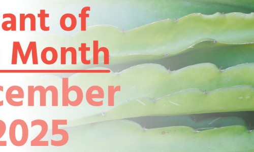 Plant of the Month: December 2025