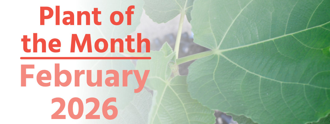 Plant of the Month: February 2026