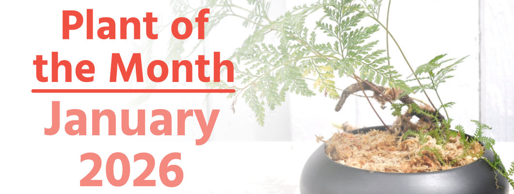 Plant of the Month: January 2026
