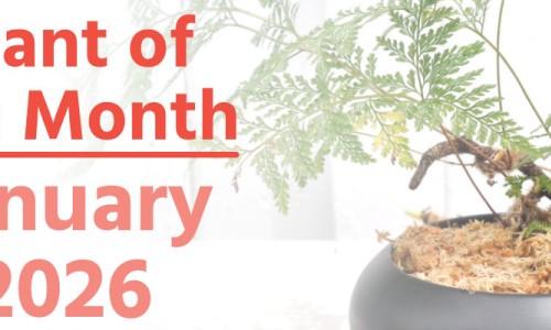 Plant of the Month: January 2026