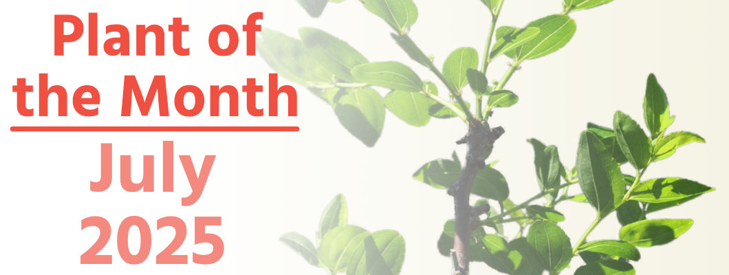Plant of the Month: July 2025 Plant of the Month: July 2025