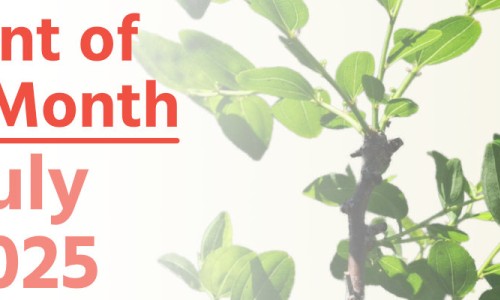 Plant of the Month: July 2025
