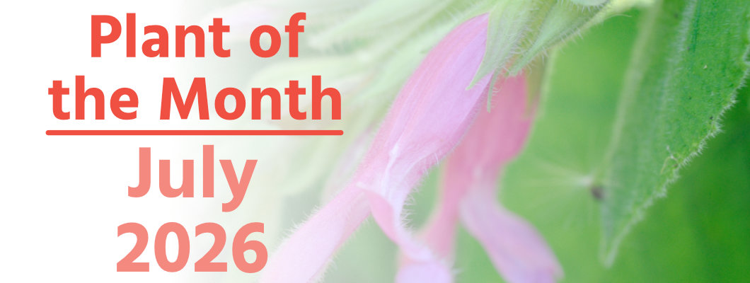 Plant of the Month: July 2026