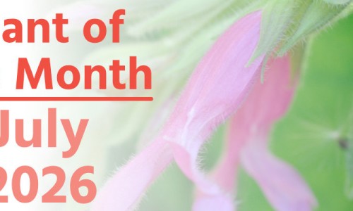 Plant of the Month: July 2026