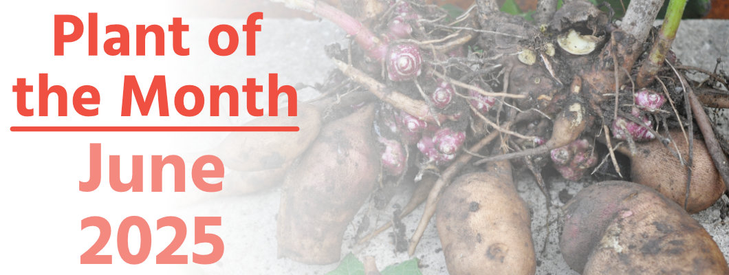 Plant of the Month: June 2025 Plant of the Month: June 2025