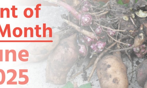 Plant of the Month: June 2025