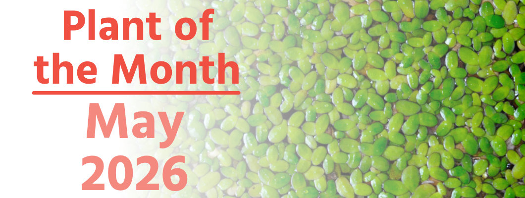 Plant of the Month: June 2026