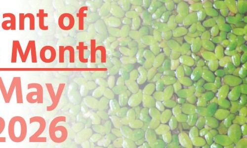 Plant of the Month: June 2026