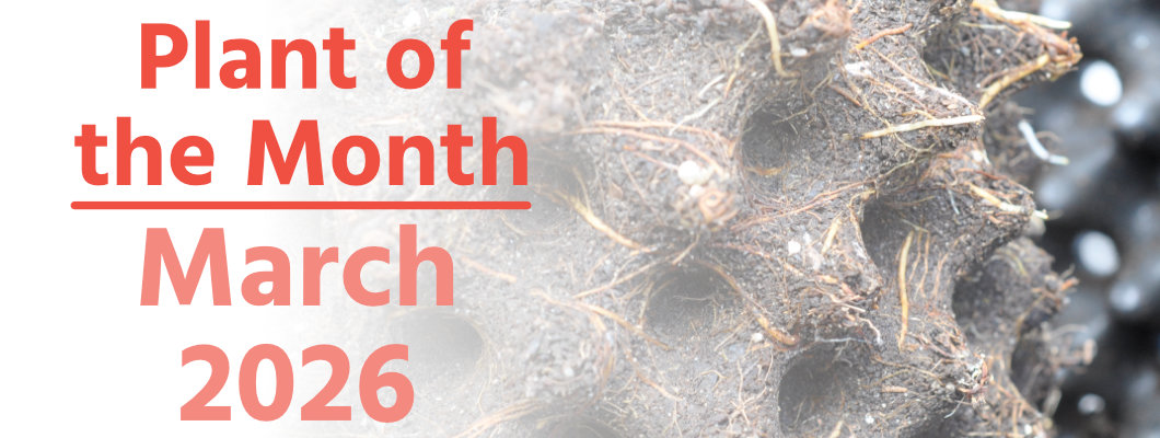 Plant of the Month: March 2026