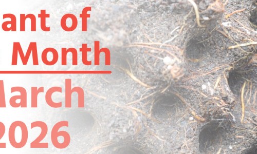 Plant of the Month: March 2026