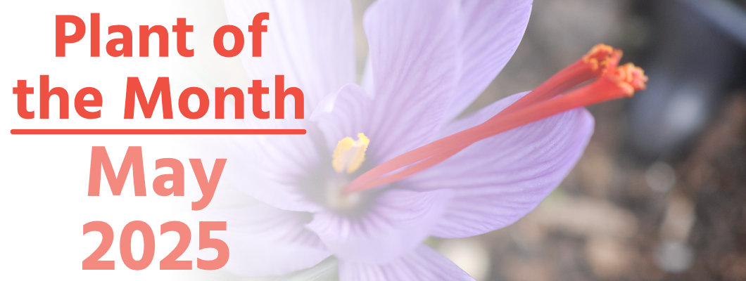 Plant of the Month: May 2025 Plant of the Month: May 2025