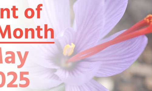 Plant of the Month: May 2025