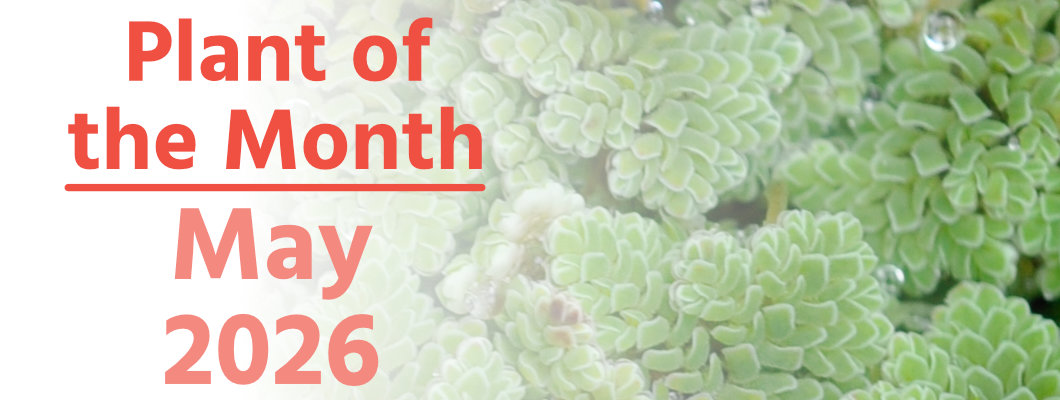 Plant of the Month: May 2026