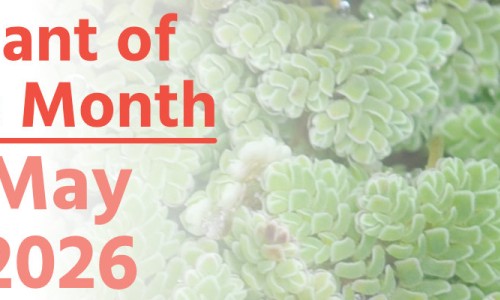 Plant of the Month: May 2026