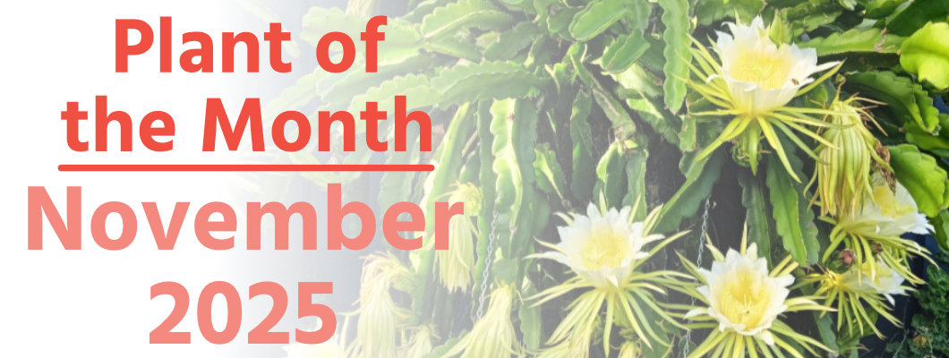 Plant of the Month: November 2025