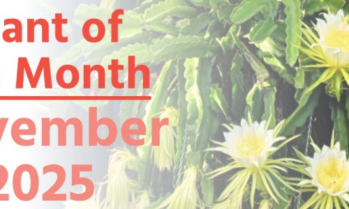 Plant of the Month: November 2025