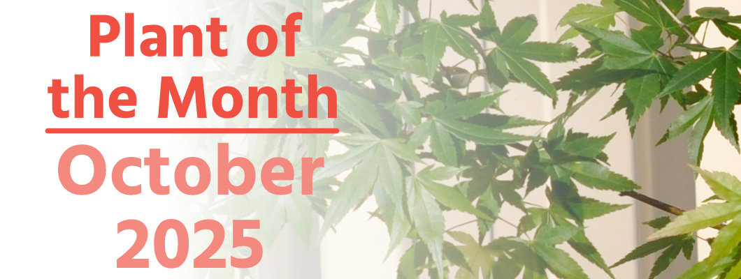Plant of the Month: October 2025