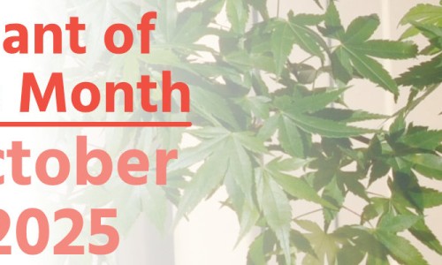 Plant of the Month: October 2025