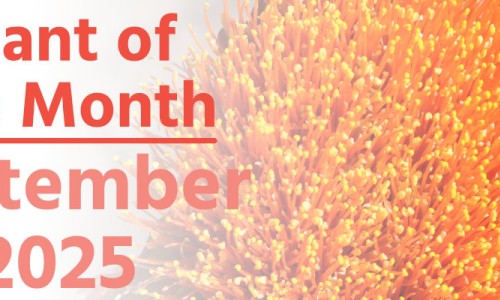 Plant of the Month: September 2025