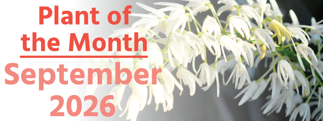 Plant of the Month: September 2026