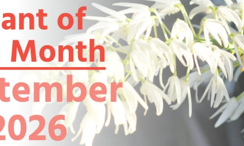 Plant of the Month: September 2026
