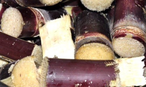 One Way to Process Your Own Homegrown Sugarcane