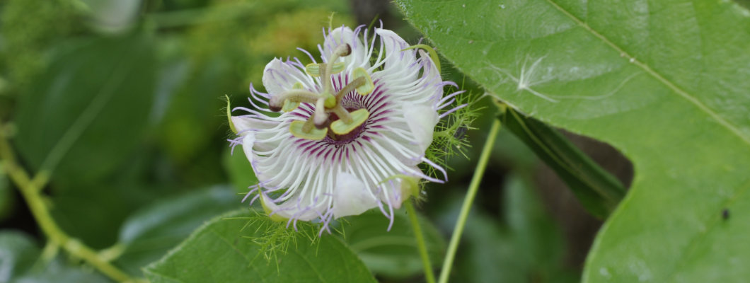 Passiflora foetida, a Protocarnivorous Passionfruit