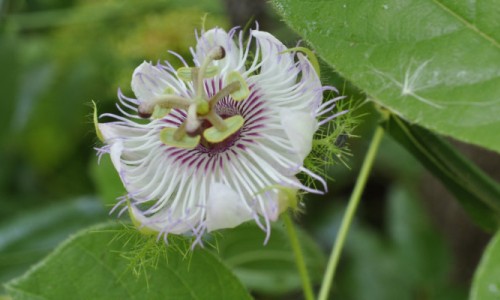 Passiflora foetida, a Protocarnivorous Passionfruit