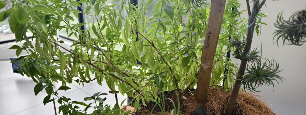 Part 1: Questions Concerning the Set-up of a Root-Pruning Container Part 1: Questions Concerning the Set-up of a Root-Pruning Container