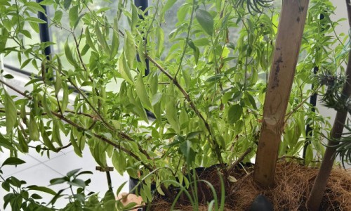 Part 2: Questions Concerning the Set-up of a Root-Pruning Container