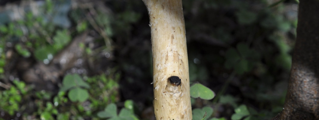 Rats Ringbark Trees