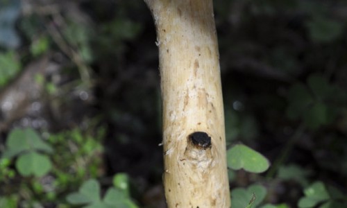 Rats Ringbark Trees