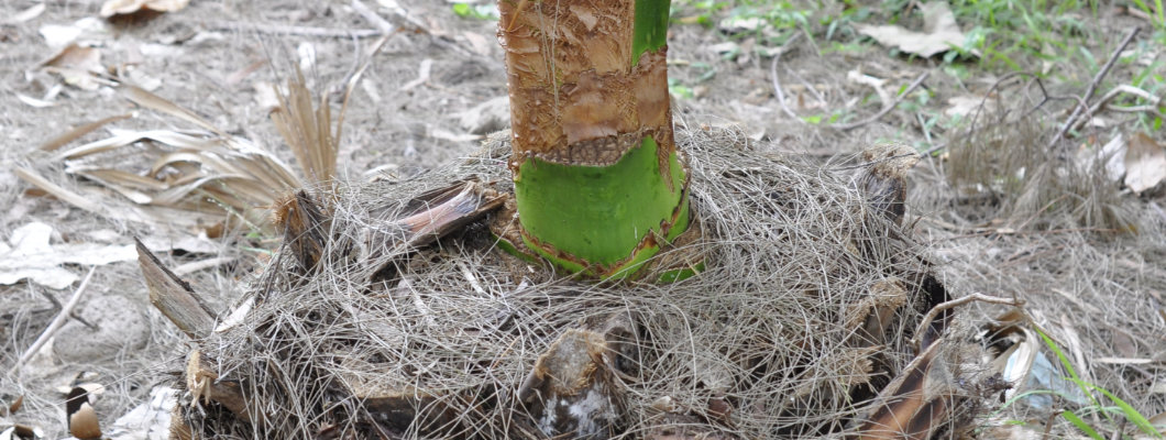 The Palm that Refused to Die