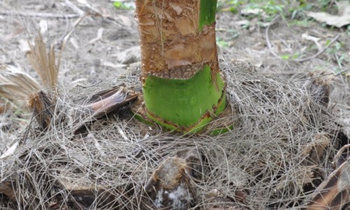 The Palm that Refused to Die