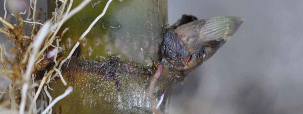 Rootin' Shootin'Sugarcane