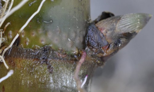 Rootin' Shootin'Sugarcane