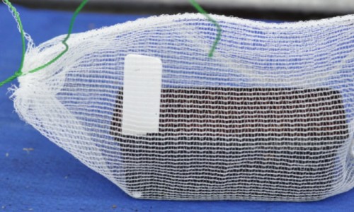 Using Fruit Protection Bags and Sleeves to Protect Seeds and Seedlings