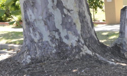 The Narrandera Tree