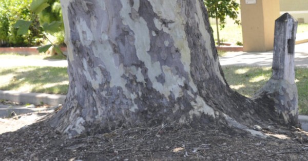 The Narrandera Tree
