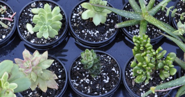 What is a Succulent?