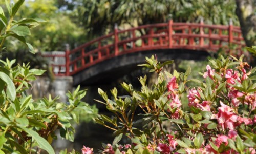The Wollongong Botanic Garden Azalea Collection