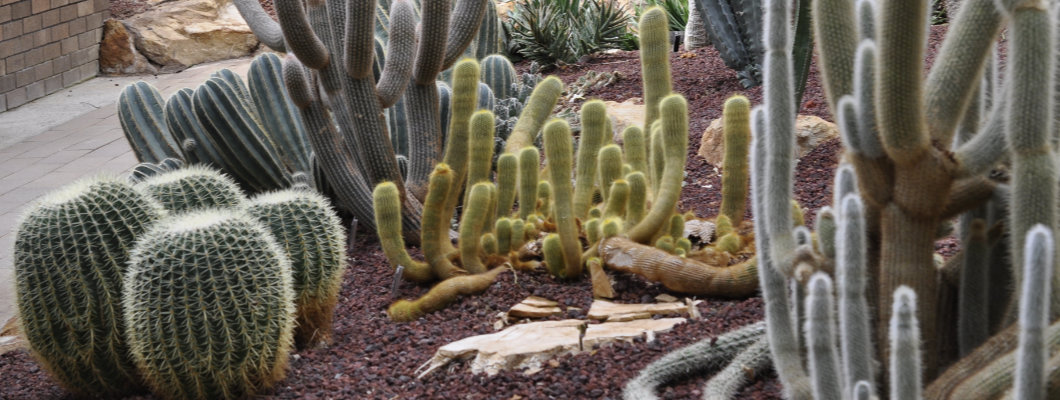 Part 1: The Wollongong Botanic Garden Sir Joseph Banks Glasshouse: Arid Plants