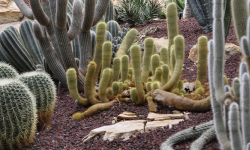 Part 1: The Wollongong Botanic Garden Sir Joseph Banks Glasshouse: Arid Plants