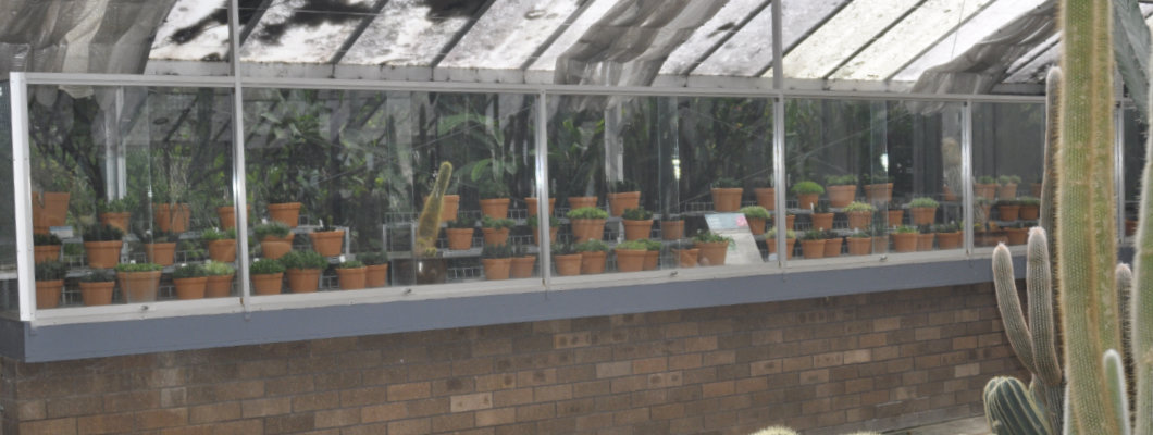 The Wollongong Botanic Garden Haworthia Collection