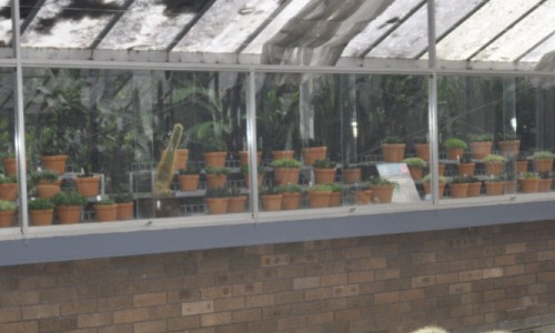 The Wollongong Botanic Garden Haworthia Collection