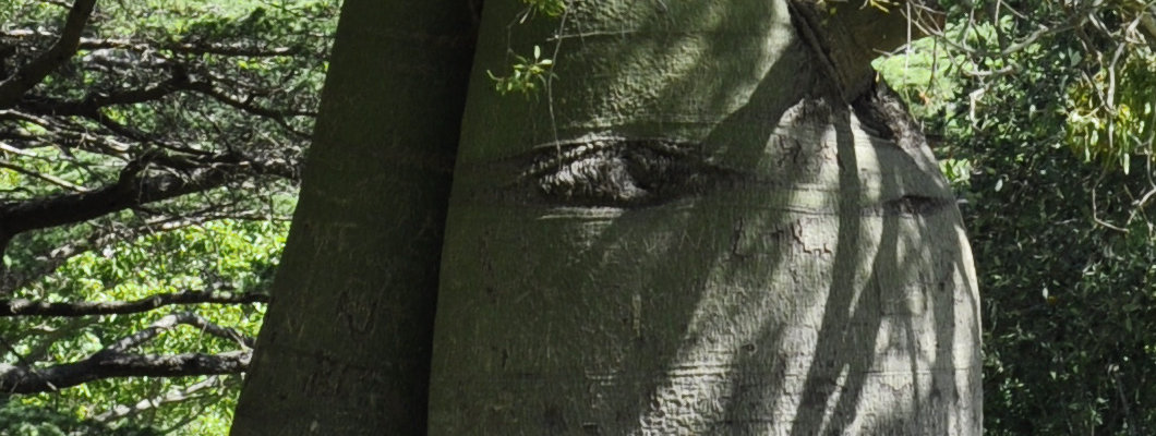 The Mighty Queensland Bottle Tree