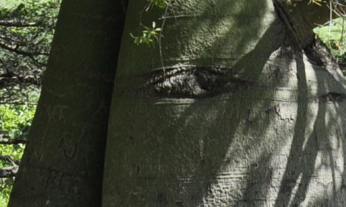 The Mighty Queensland Bottle Tree