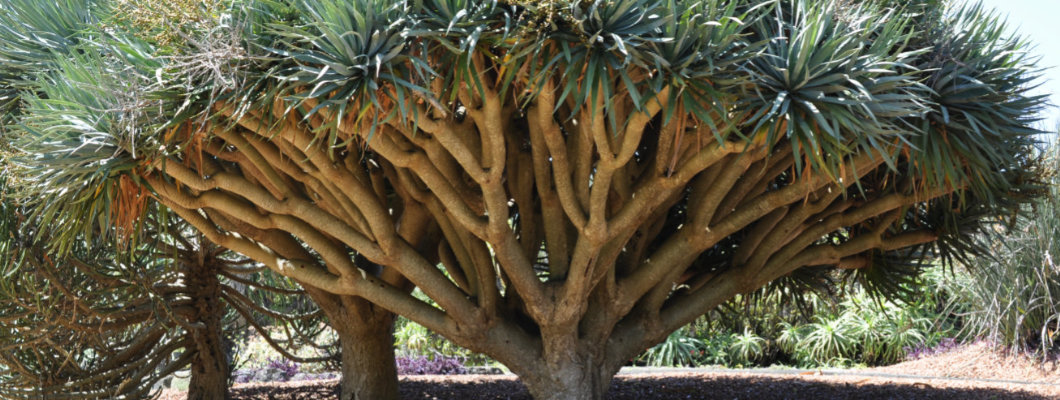 The Wollongong Botanic Garden Succulent Collection